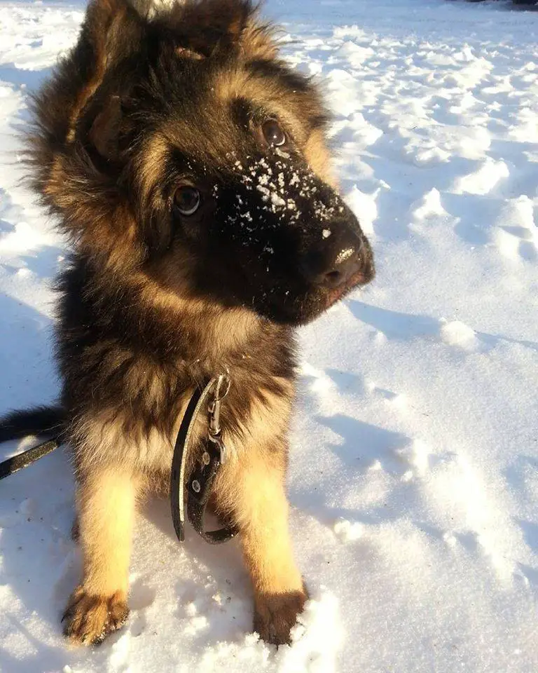 A German Shepherd puppy lying in snow while looking up