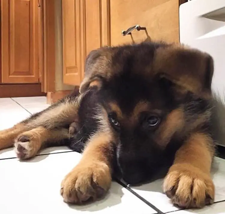 German Shepherd puppy lying on the floor with its sad face