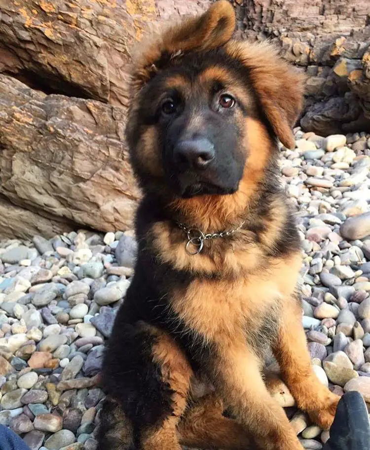 A German Shepherd puppy sitting on top of the rocks while looking up with its sad face