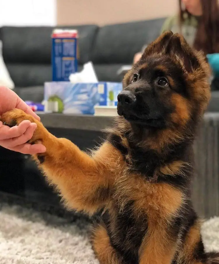 A German Shepherd puppy with its paw in the hand of a woman