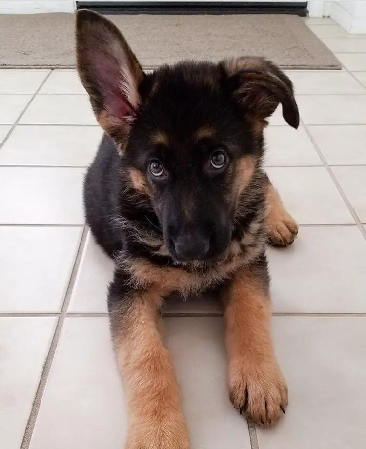 German Shepherd puppy lying on the floor with its one ear up