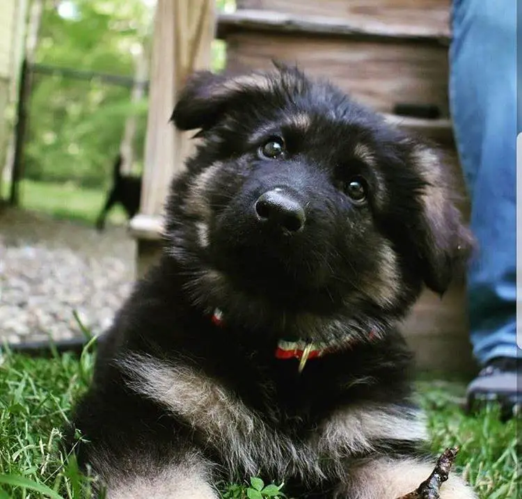A German Shepherd puppy lying on the grass while looking up with its sad eyes