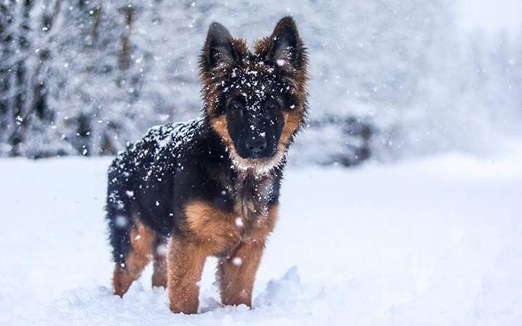 A German Shepherd Dog standing in snow