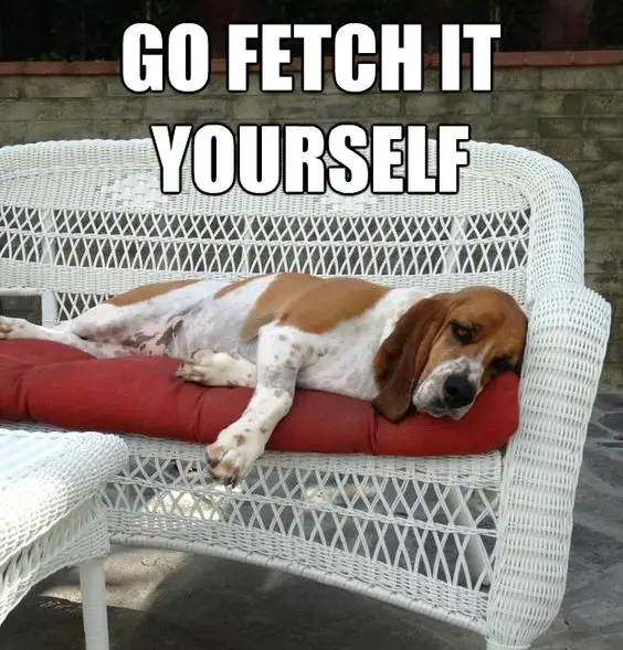 lying Basset Hound on a couch outdoors with a text 