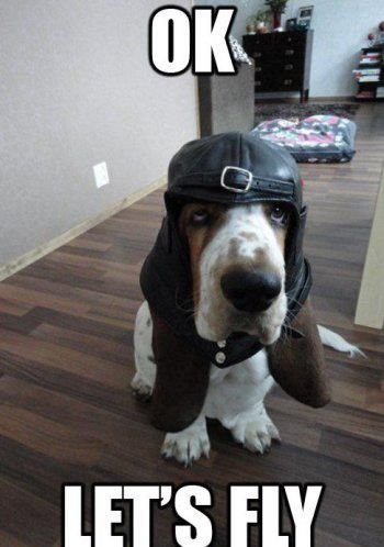 Basset Hound sitting on the floor while wearing a flying hat with a text
