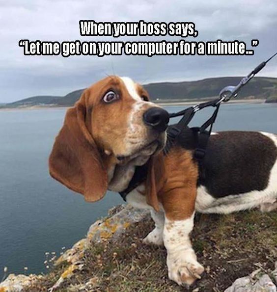 Basset Hound on top of the mountain with a text