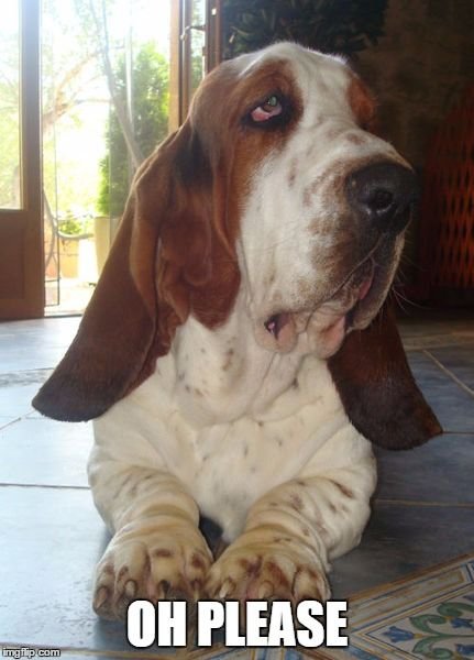lying on the floor Basset Hound with its begging face and text
