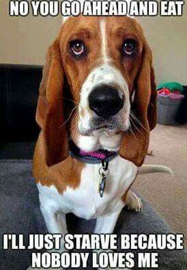 Basset Hound sitting on the couch with its begging face and a text 