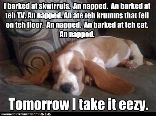 sleeping Basset Hound on the couch with a text