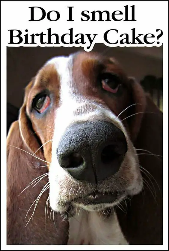 begging face of Basset Hound with a text 