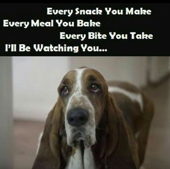 begging face of a Basset Hound and a text 