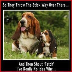 picture of two Basset Hound sitting on the grass with a text