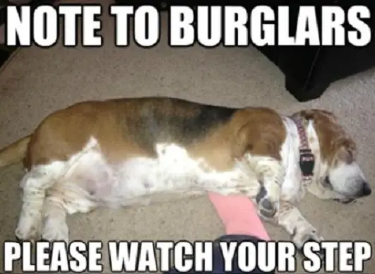 Basset Hound sleeping on the floor with a text 