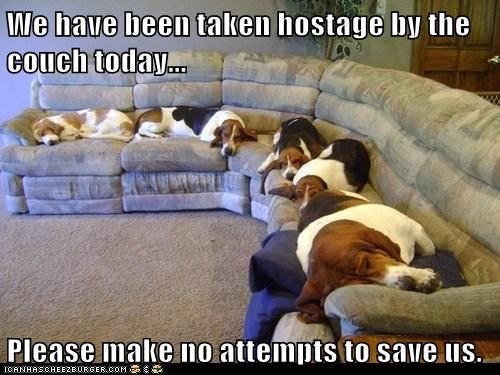 5 Basset Hound sleeping on the couch with a text
