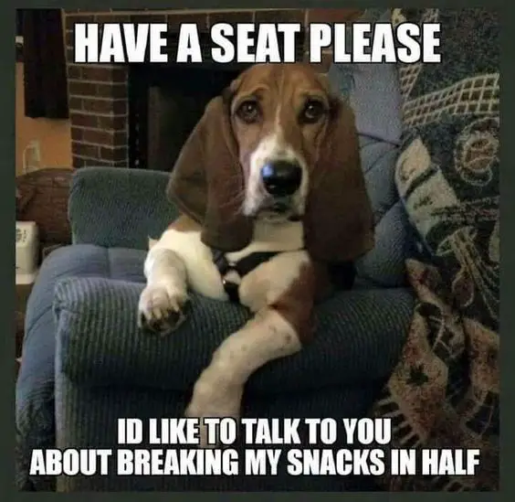 Basset Hound sitting on the chair with a text 