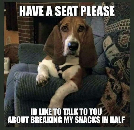 Basset Hound sitting on the chair with a text