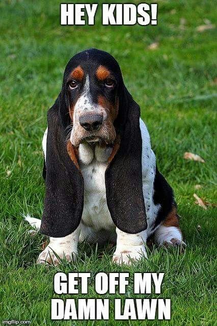 Basset Hound sitting on the green grass and a text