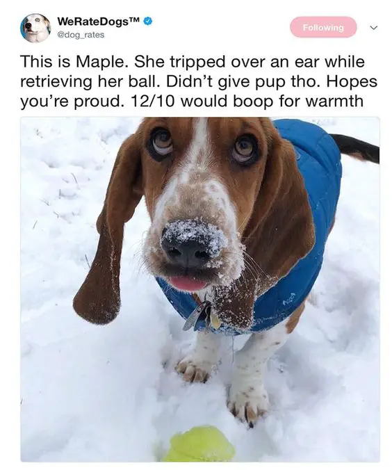 Basset Hound in the snow wearing a sweater