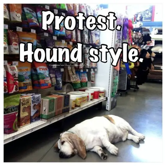 sleeping Basset Hound on the floor in the grocery store and a text 