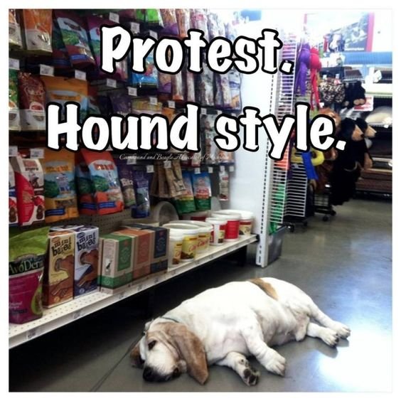 sleeping Basset Hound on the floor in the grocery store and a text