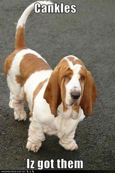 Basset Hound with a text 