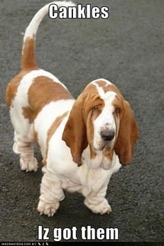 Basset Hound with a text