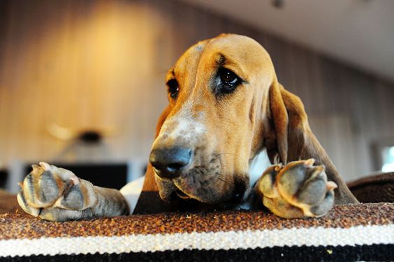 Basset Hound face on the table