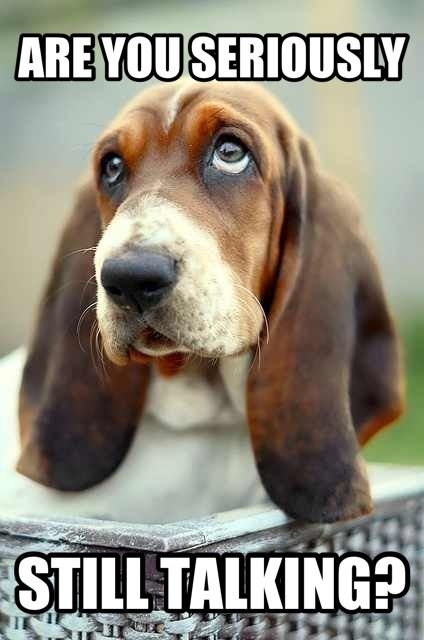 Basset Hound begging face with a text