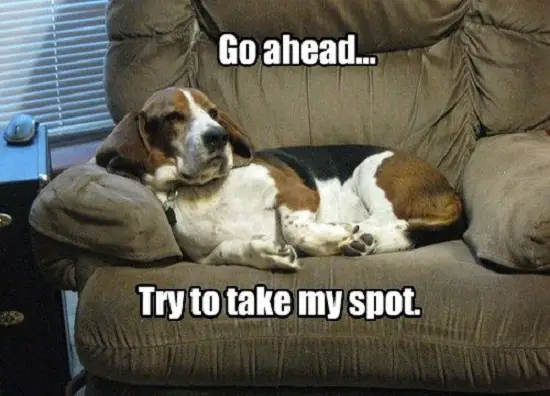 Basset Hound lying on the chair with a text 
