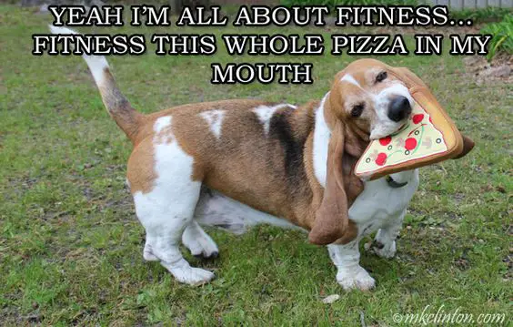 Basset Hound with pizza toy on its mouth and text 