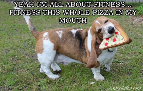 Basset Hound with pizza toy on its mouth and text