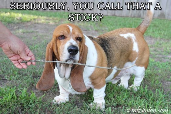 Basset Hound meme with upset face in front of a twig and a text