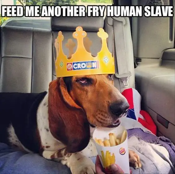Basset Hound lying on the back car seat with a fries and wearing a paper crown and a text 
