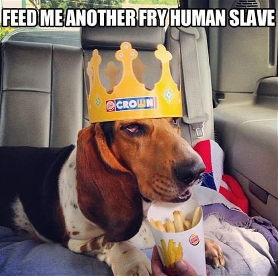 Basset Hound lying on the back car seat with a fries and wearing a paper crown and a text