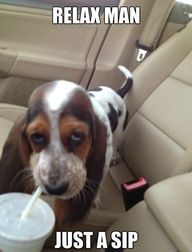 Basset Hound on the car seat sipping a drink and a text 