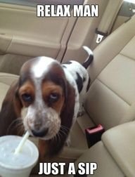 Basset Hound on the car seat sipping a drink and a text