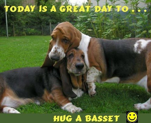 two Basset Hound on the grass with a text