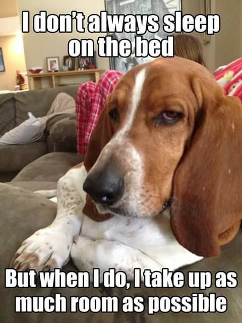 Basset Hound sitting on the couch with text 