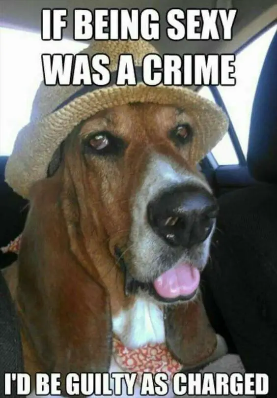 Basset Hound wearing a cap and text 