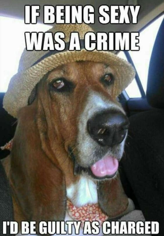 Basset Hound wearing a cap and text