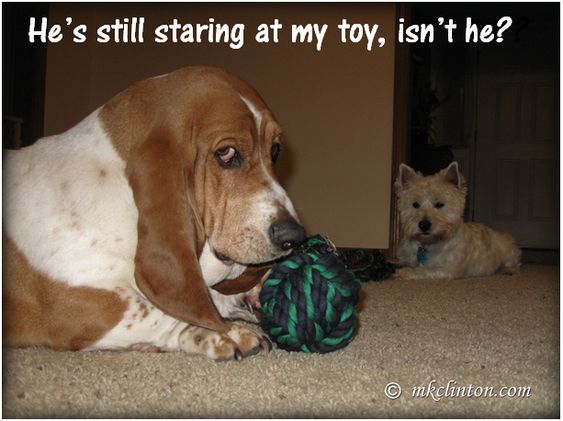 Basset Hound playing with toy while another dog is looking at him. 