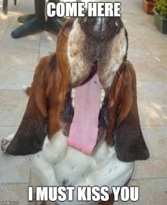 Basset Hound sticking its tongue out with a text