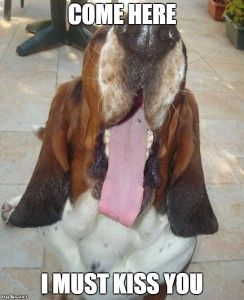 Basset Hound sticking its tongue out with a text 
