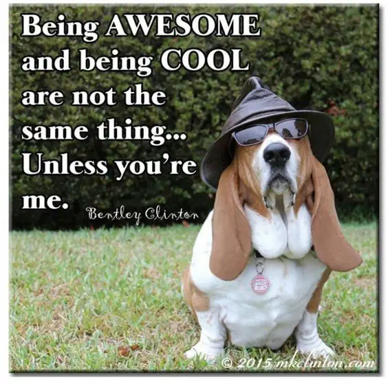 picture of Basset Hound wearing a sunglasses and hat while sitting on the green grass and a text 