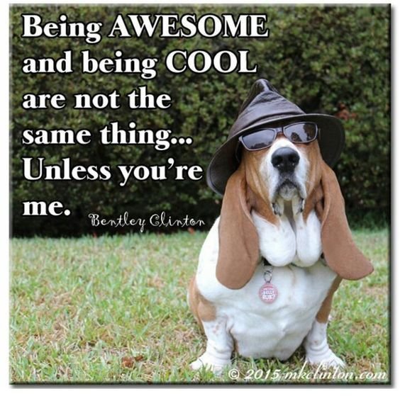 picture of Basset Hound wearing a sunglasses and hat while sitting on the green grass and a text