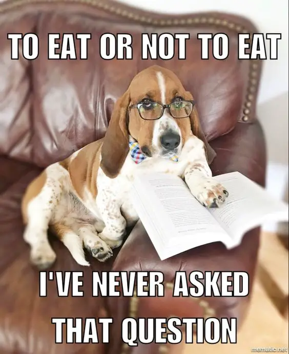 Basset Hound sitting on the couch wearing a glass and book and a text 