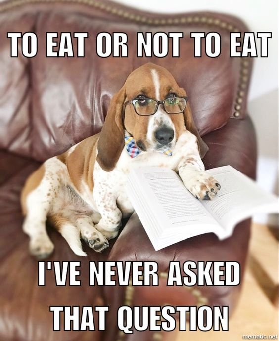 Basset Hound sitting on the couch wearing a glass and book and a text