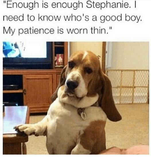 Basset Hound standing with a text