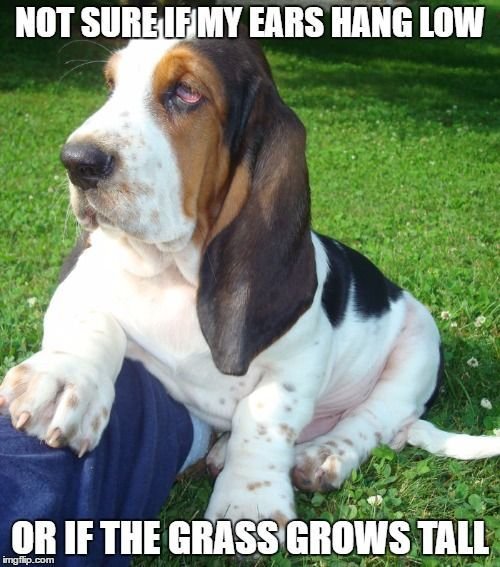 Basset Hound sitting on the green grass with a text