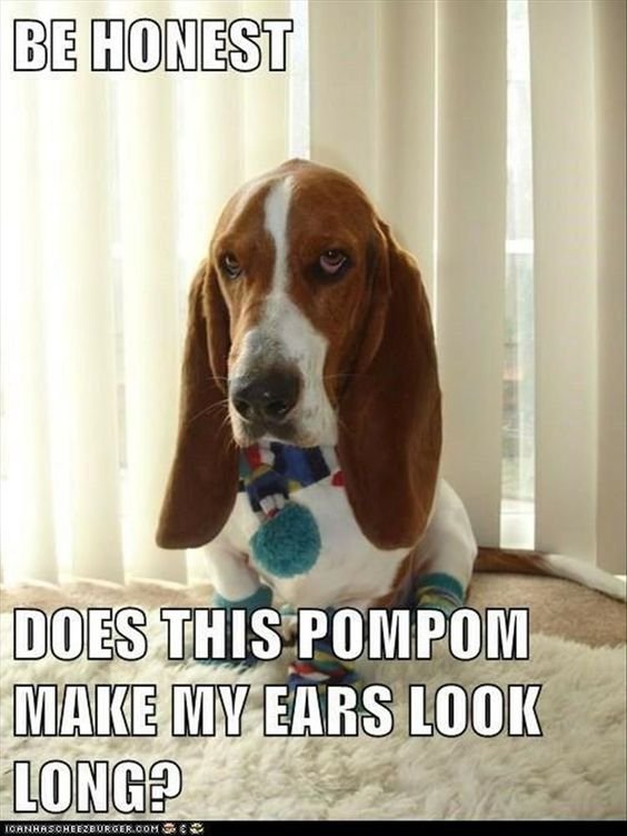 Basset Hound with upset face while sitting on the floor with a text